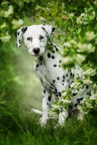 Dalmatian Puppy Sitting Hawthorn — Stock Photo, Image