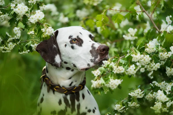 Dalmatiner Hund Sitzt Unter Einem Weißdorn — Stockfoto
