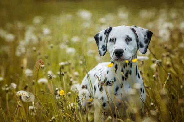 Cucciolo Dalmata Prato Tarassaco — Foto Stock