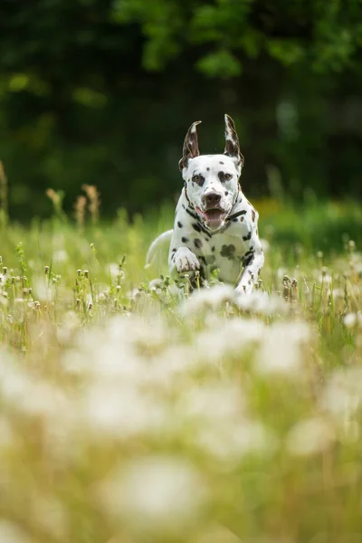Dalmatian Dog Dandelion Meadow — Stock Photo, Image