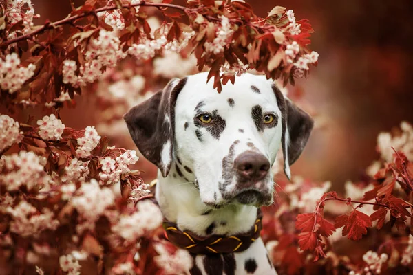 Далматинская Собака Сидит Боярышником — стоковое фото