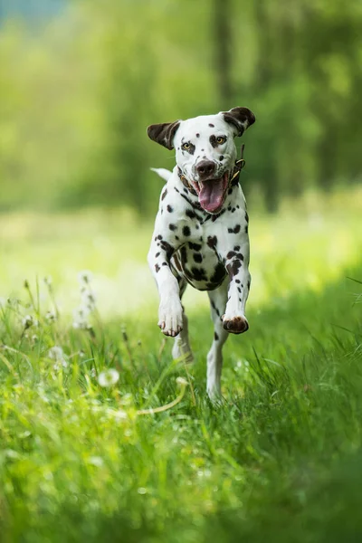 Springa Dalmatiska Hund Äng — Stockfoto