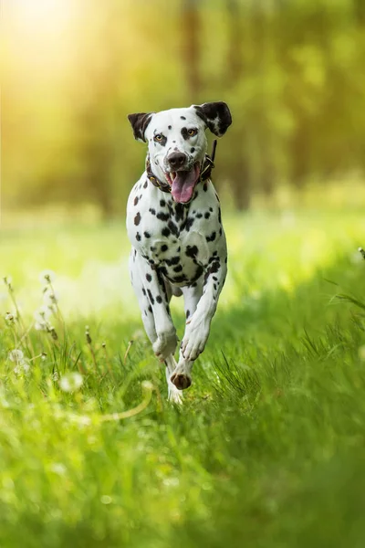 Springa Dalmatiska Hund Äng — Stockfoto