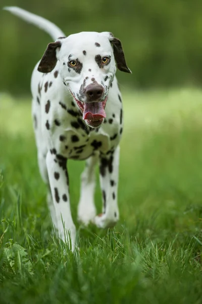 Vandrande Dalmatiska Hund Äng — Stockfoto