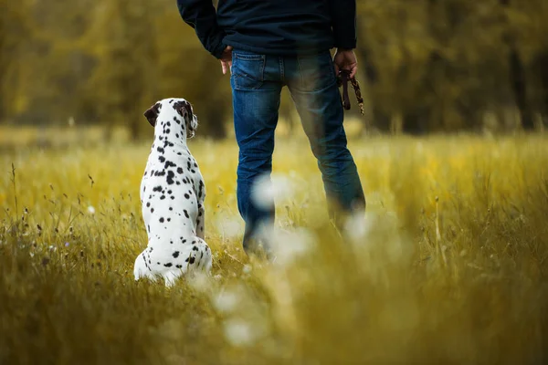 Caminhe Com Cão Paisagem Verão — Fotografia de Stock