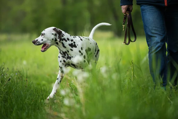 Caminhe Com Cão Paisagem Verão — Fotografia de Stock