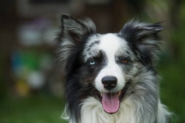 Bir yaz bahçesinde Sınır Collie köpeği
