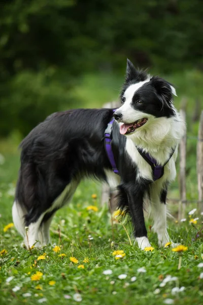 Bård Collie Hund Sommarträdgård — Stockfoto