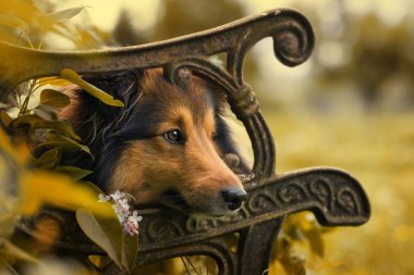 Sheltie köpeği eski bir bahçe bankında yatıyor.