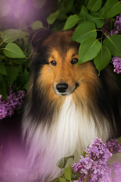 ライラックの木の下のシェルティー犬 — ストック写真