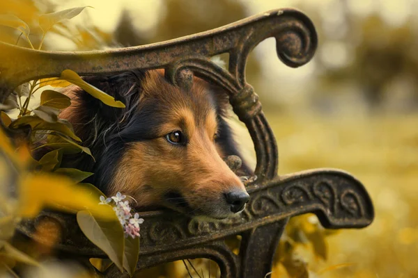 Sheltie köpeği eski bir bahçe bankında yatıyor.
