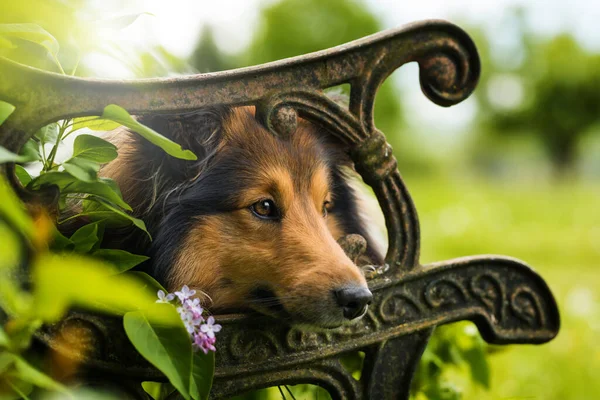 Sheltie Pes Ležící Staré Zahradní Lavičce — Stock fotografie