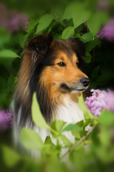 Sheltie Hund Ett Syrenträd — Stockfoto