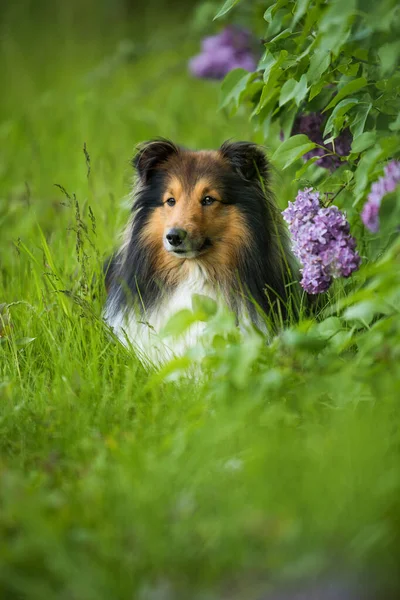 ライラックの木の下のシェルティー犬 — ストック写真