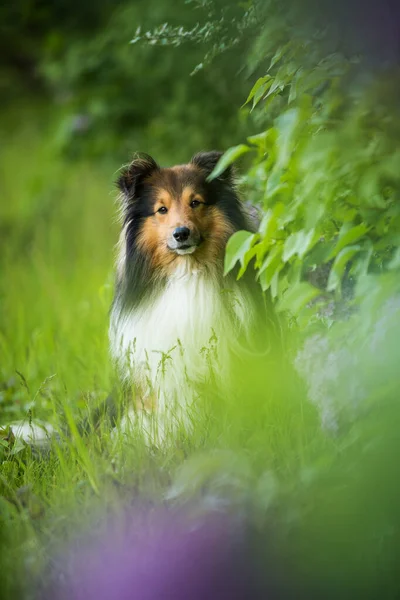 Sheltie Hund Ett Syrenträd — Stockfoto