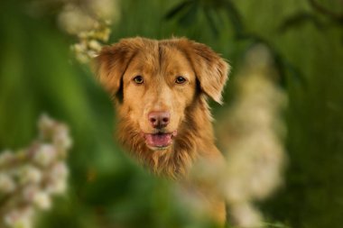 Kestane ağacının altındaki köpek.