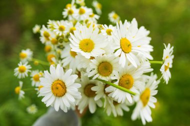 Bahçede Marguerite çiçeği buketi