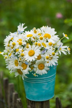 Bahçede Marguerite çiçeği buketi