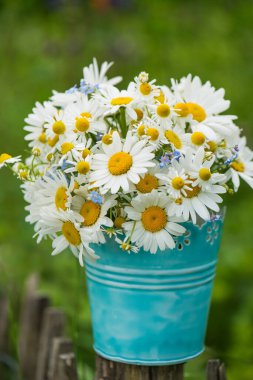 Bahçede Marguerite çiçeği buketi