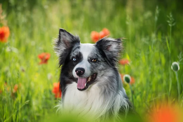 Border Collie Dog Poppy Flowers — Stockfoto