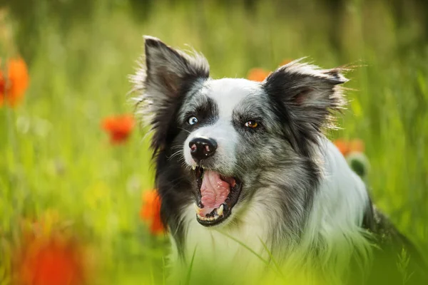 Border Collie Dog Poppy Flowers — Stock Photo, Image