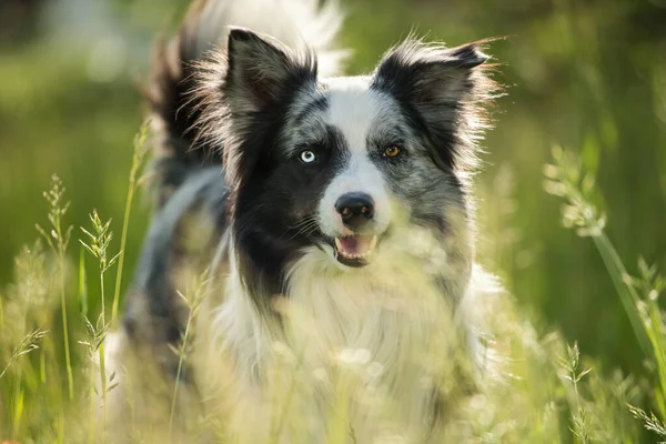 Пограничная Колли Собака Маковыми Цветами — стоковое фото