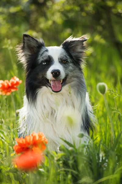 ケシの花を持つボーダーコリー犬 — ストック写真