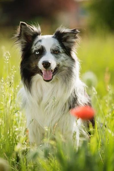 Border Collie Dog Poppy Flowers — Foto Stock