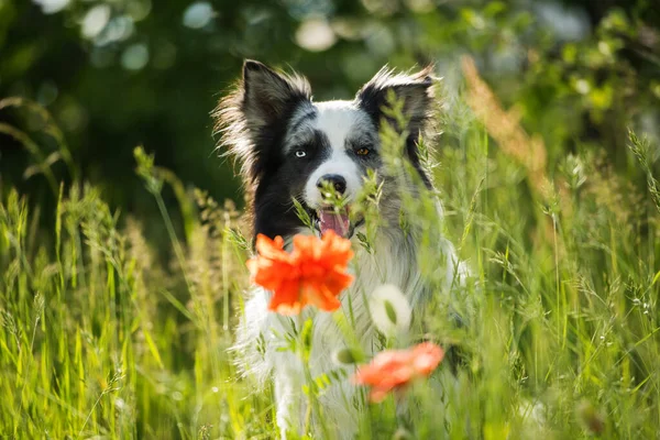 Border Collie Dog Poppy Flowers — Stockfoto