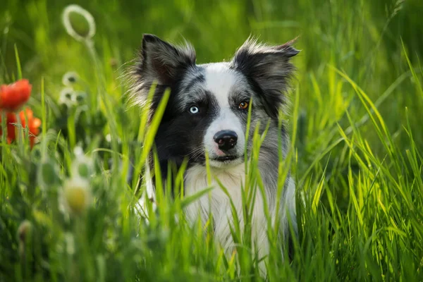 Border Collie Dog Poppy Flowers — Stockfoto