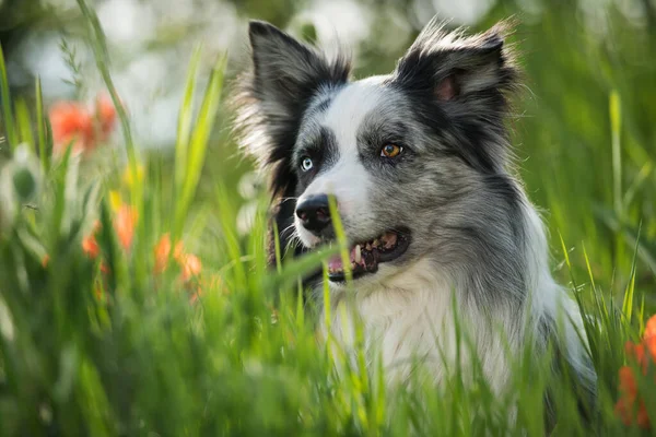 Border Collie Chien Avec Des Fleurs Pavot — Photo