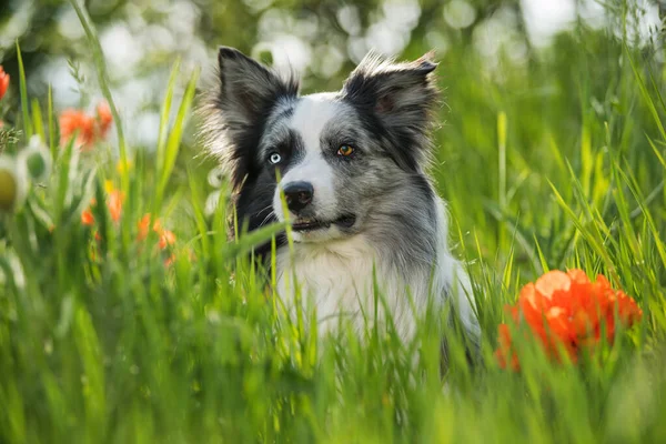 Border Collie Dog Poppy Flowers — Stock Photo, Image