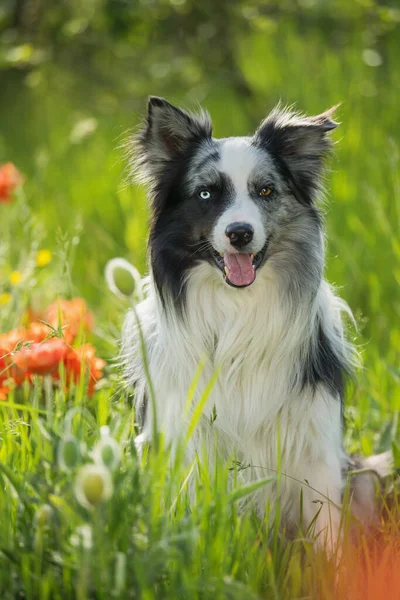 Border Collie Pies Makiem Kwiaty — Zdjęcie stockowe