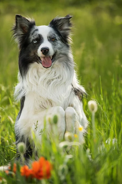 ケシの花を持つボーダーコリー犬 — ストック写真
