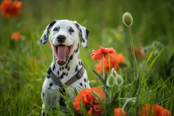 Gelincik çayırında Dalmaçyalı bir köpek