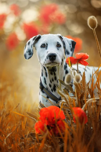罂粟花田里的达尔马提亚犬 — 图库照片