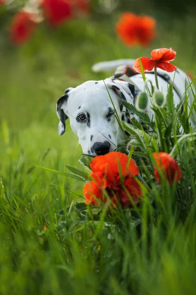 Dalmatiner Hund Auf Einer Mohnblumenwiese — Stockfoto
