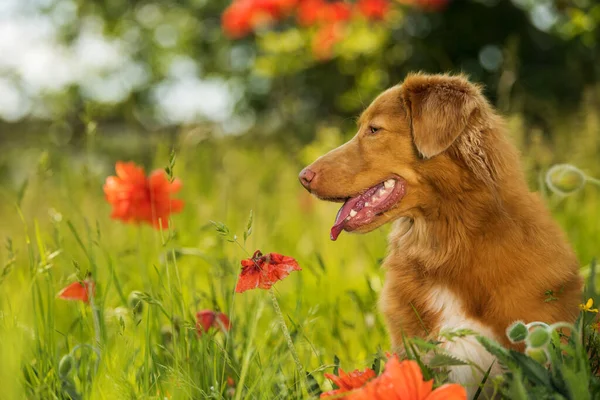 Haşhaş tarlasında ördek avcıları