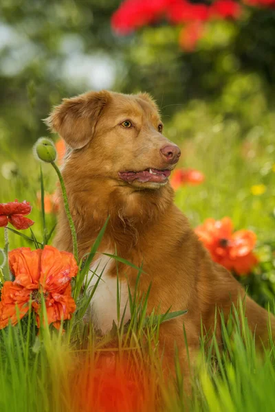 Duck Tolling Retriever Poppy Field — Zdjęcie stockowe