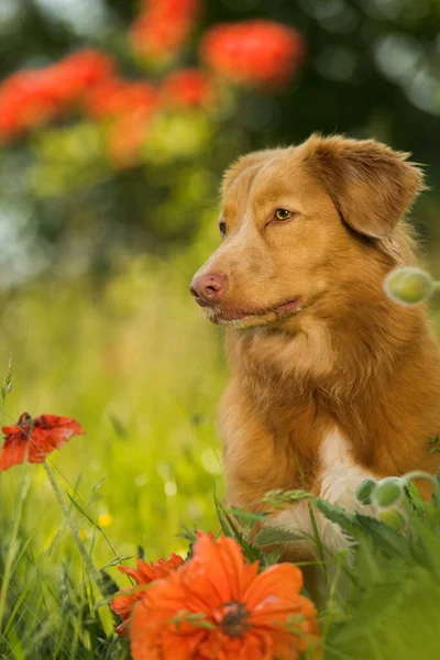 Haşhaş tarlasında ördek avcıları