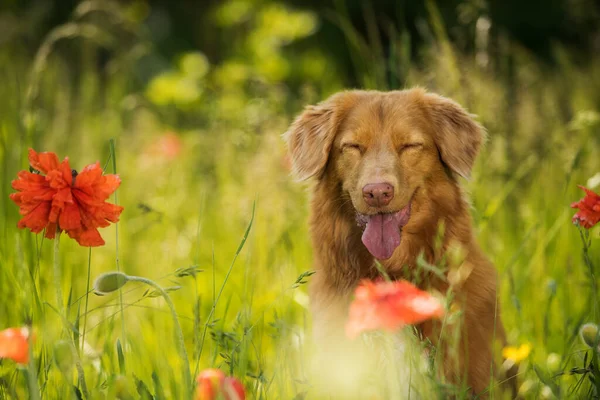 Haşhaş tarlasında ördek avcıları