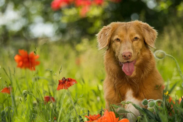 Haşhaş tarlasında ördek avcıları