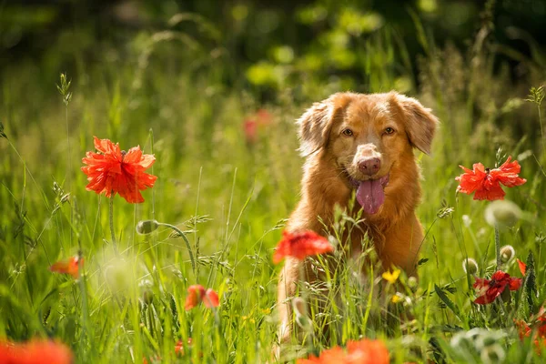 Haşhaş tarlasında ördek avcıları