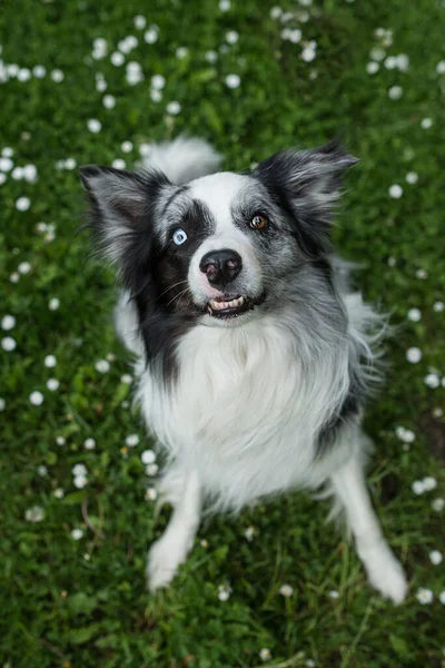 ボーダーコリー犬デイジー牧草地に座って — ストック写真