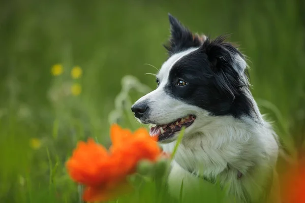 Junger Border Collie Hund Auf Einer Mohnwiese — Stockfoto