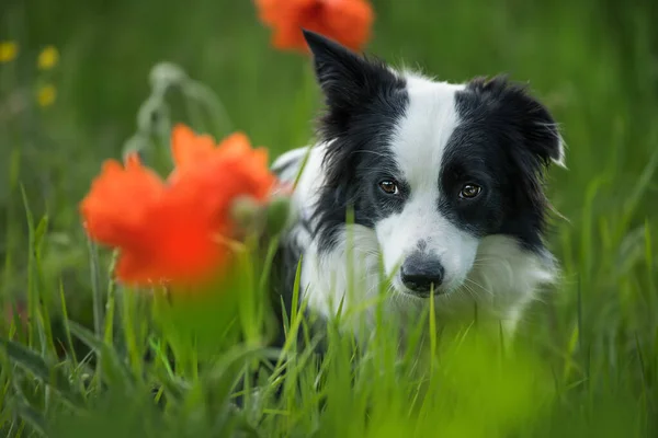 Junger Border Collie Hund Auf Einer Mohnwiese — Stockfoto