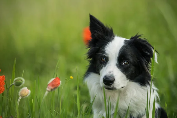 Giovane Confine Collie Cane Prato Papavero — Foto Stock