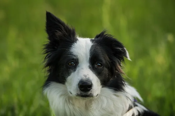 Young Border Collie Dog Poppy Meadow — Fotografie, imagine de stoc