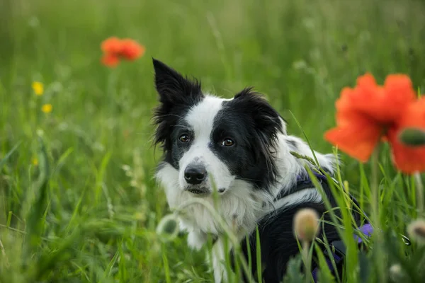 幼小的边境牧羊犬在罂粟地 — 图库照片