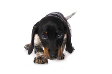Minyatür piebald dachshund beyaz arkaplanda izole edildi